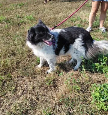 Maddie, rescuehund i Rumänien, bild 11