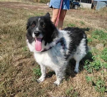 Maddie, rescuehund i Rumänien, bild 13