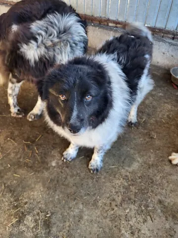 Maddie, rescuehund i Rumänien, bild 14