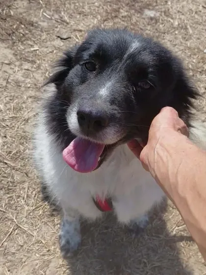 Maddie, rescuehund i Rumänien, bild 3