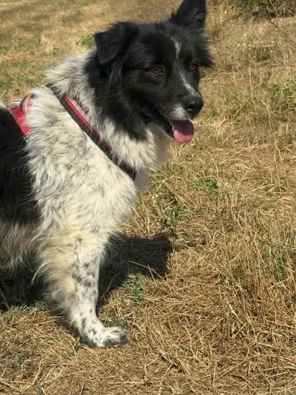 Maddie, rescuehund i Rumänien, bild 2