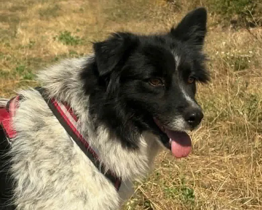 Maddie, troligen border collie-mix (ej bekräftat) som söker hem via Ohana Rescue och finns i Rumänien