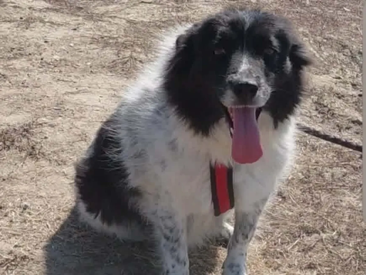 Maddie, troligen border collie-mix (ej bekräftat) som söker hem via Ohana Rescue och finns i Rumänien