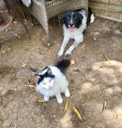 Maddie, rescuehund i Rumänien, bild 1