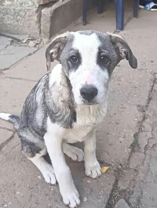 Maggie, blandras som söker hem via Ohana Rescue och finns i Rumänien