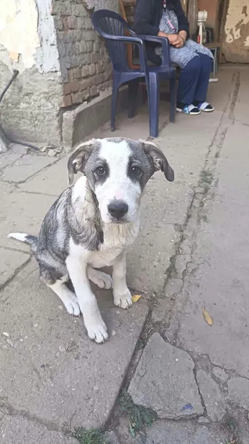 Maggie, rescuehund i Rumänien, bild 3