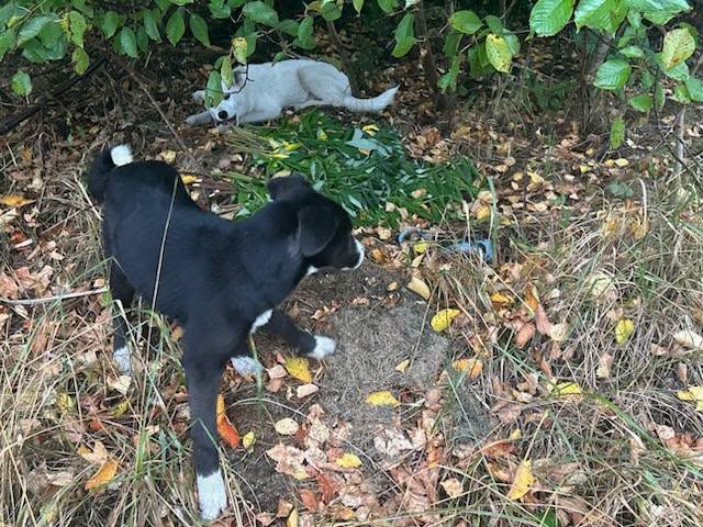 Maja och Kaja, rescuehund i Polen, bild 1