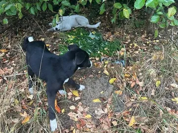 Maja och Kaja, rescuehund i Polen, bild 1