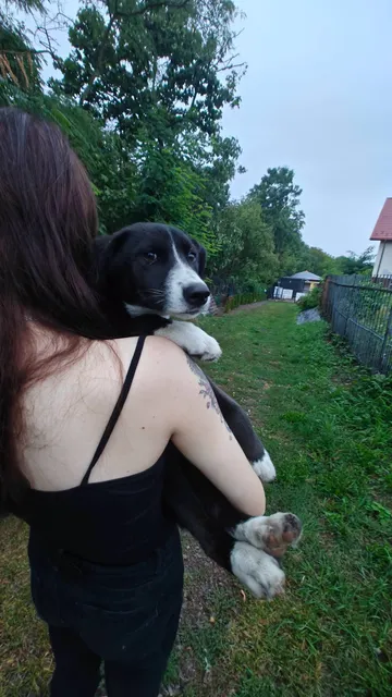 Maja och Kaja, rescuehund i Polen, bild 2