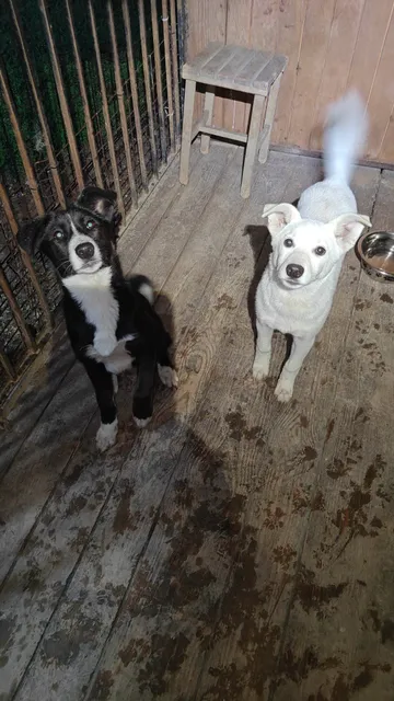 Maja och Kaja, rescuehund i Polen, bild 4