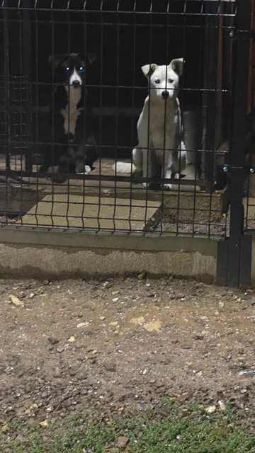 Maja och Kaja, rescuehund i Polen, bild 6