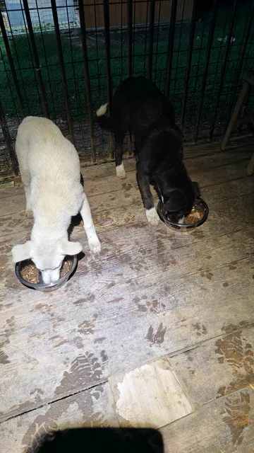 Maja och Kaja, rescuehund i Polen, bild 7