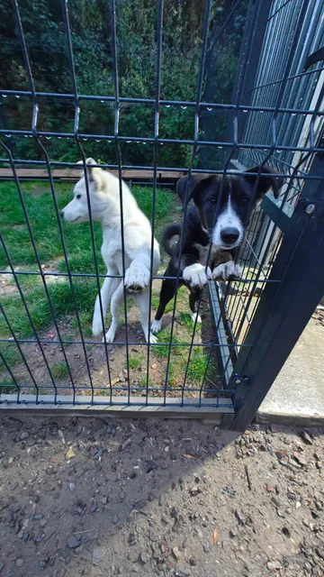 Maja och Kaja, rescuehund i Polen, bild 8