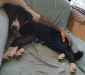 Maja och Kaja, rescuehund i Polen, bild 10