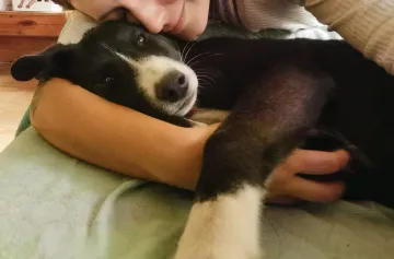 Maja och Kaja, rescuehund i Polen, bild 11