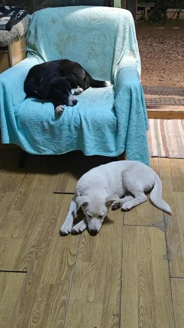 Maja och Kaja, rescuehund i Polen, bild 13