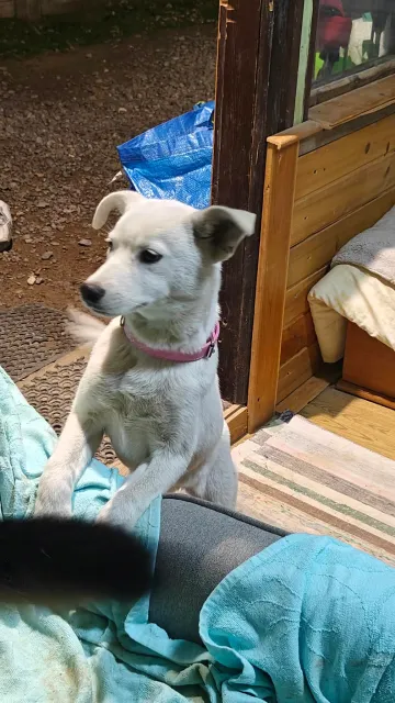 Maja och Kaja, rescuehund i Polen, bild 14