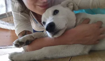 Maja och Kaja, rescuehund i Polen, bild 15
