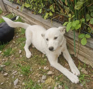 Maja och Kaja, rescuehund i Polen, bild 16