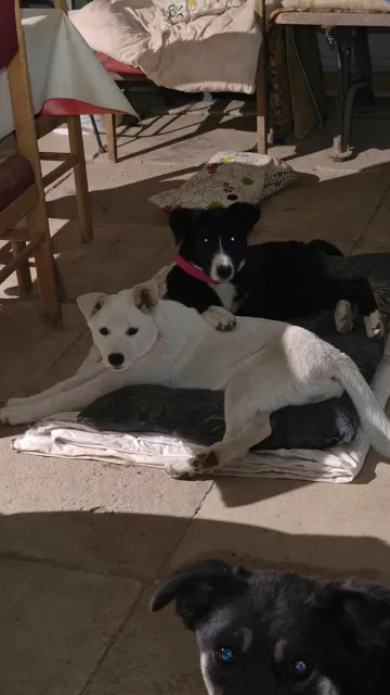 Maja och Kaja, rescuehund i Polen, bild 17