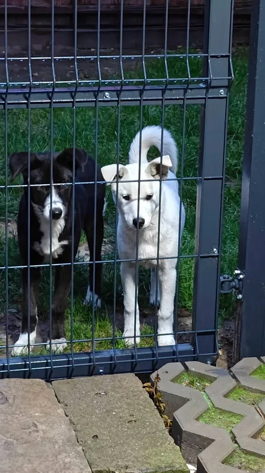 Maja och Kaja, info kommer som söker hem via Ohana Rescue och finns i Polen