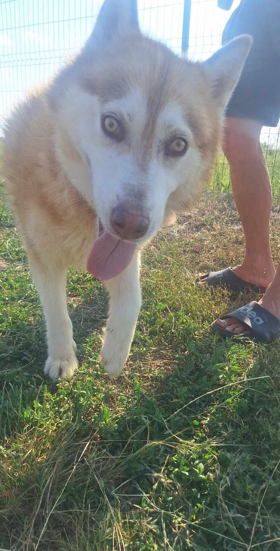 Max, rescuehund i Rumänien, bild 1