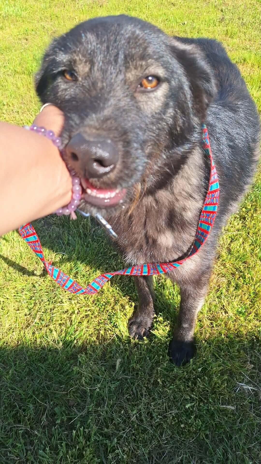 Meg, rescuehund i Rumänien, bild 1