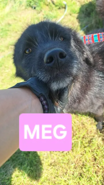 Meg i bildgalleriet