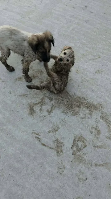 Milton, rescuehund i Rumänien, bild 3