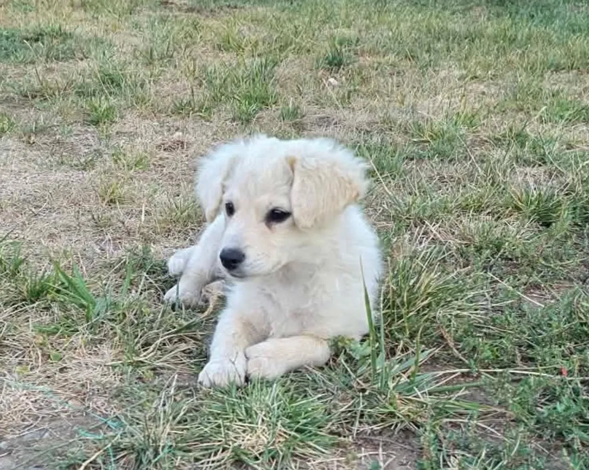 Meija, blandras som söker hem via Ohana Rescue och finns i Rumänien