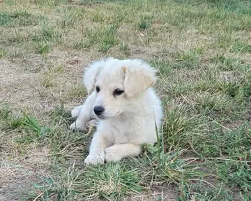 Meija, rescuehund i Rumänien, bild 2