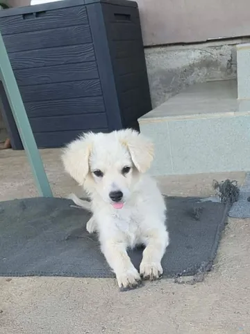 Meija, rescuehund i Rumänien, bild 4
