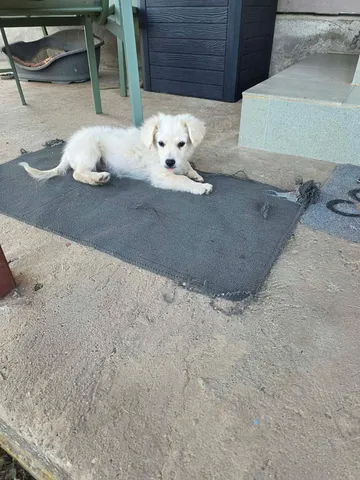 Meija, rescuehund i Rumänien, bild 5