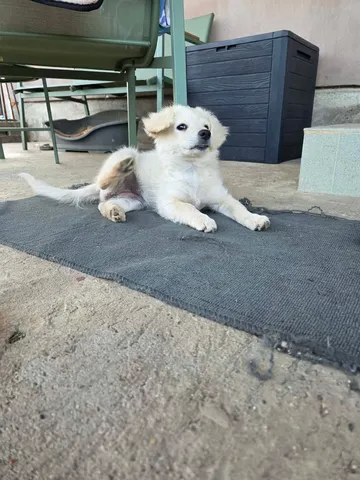 Meija, rescuehund i Rumänien, bild 6