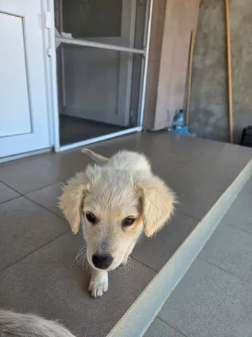 Meija, rescuehund i Rumänien, bild 7