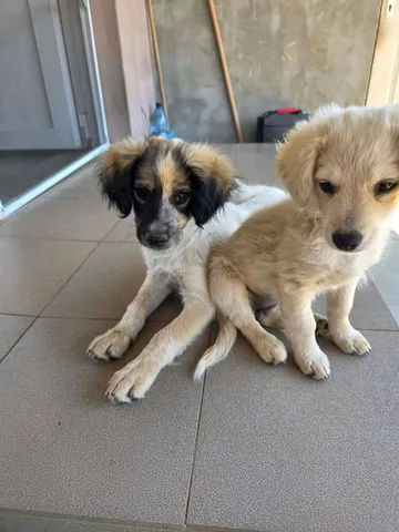 Meija, rescuehund i Rumänien, bild 8