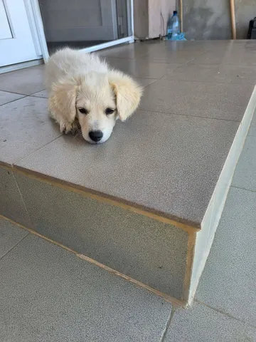 Meija, rescuehund i Rumänien, bild 9