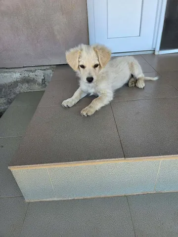 Meija, rescuehund i Rumänien, bild 10
