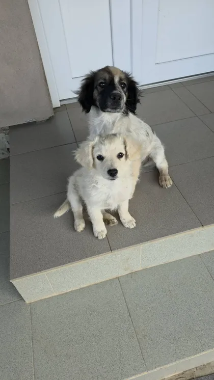 Milton, rescuehund i Rumänien, bild 2