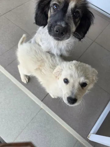 Meija, rescuehund i Rumänien, bild 11