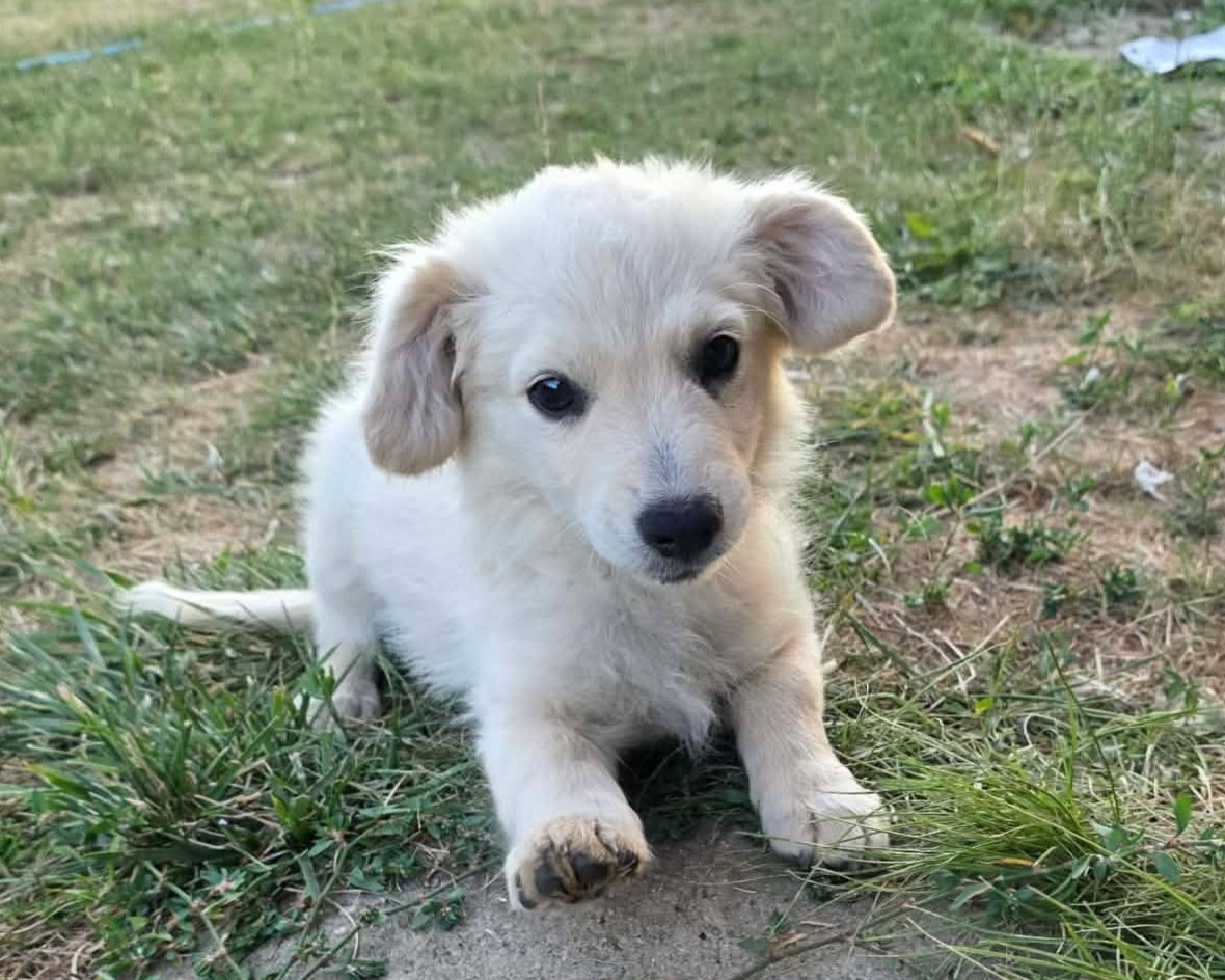 Meija, rescuehund i Rumänien, bild 1