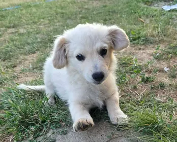Meija, rescuehund i Rumänien, bild 1