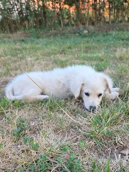 Meija, rescuehund i Rumänien, bild 1