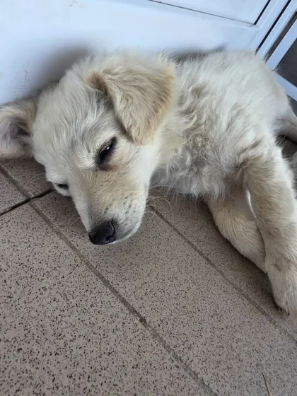 Meija, rescuehund i Rumänien, bild 3