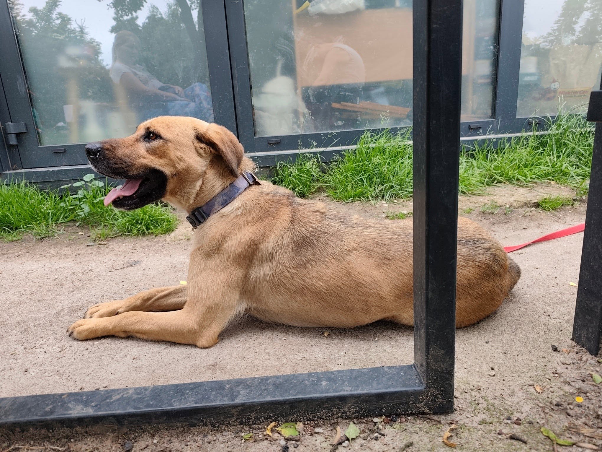 Mila, rescuehund i Polen, bild 1