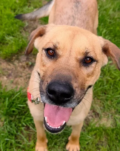 Mila, rescuehund i Polen, bild 1