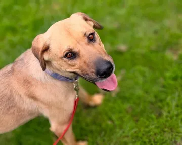 Mila, rescuehund i Polen, bild 4