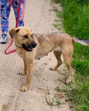 Mila, rescuehund i Polen, bild 5