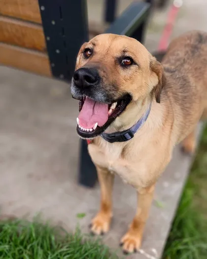 Mila, rescuehund i Polen, bild 2