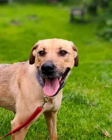 Mila, rescuehund i Polen, bild 7